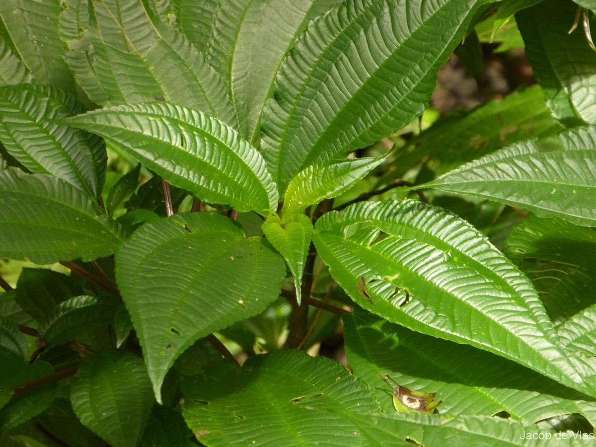 Pilea melastomoides (Poir.) Wedd.
